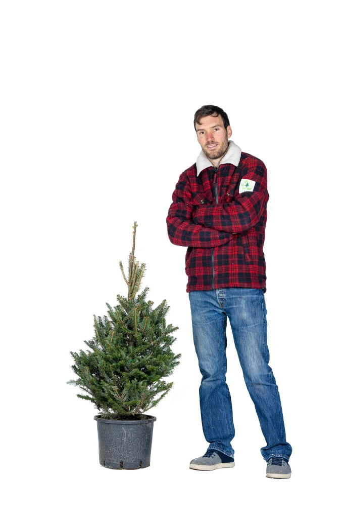 Potted Ecosapin 90-110 cm (1st choice)