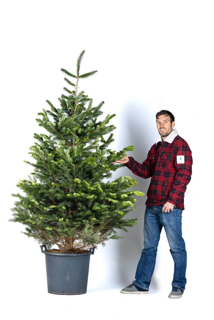 Potted Ecosapin 220-240 cm (1st choice)