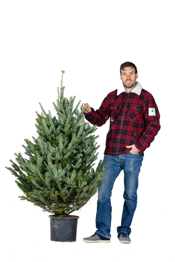 Potted Ecosapin 90-110 cm (1st choice)