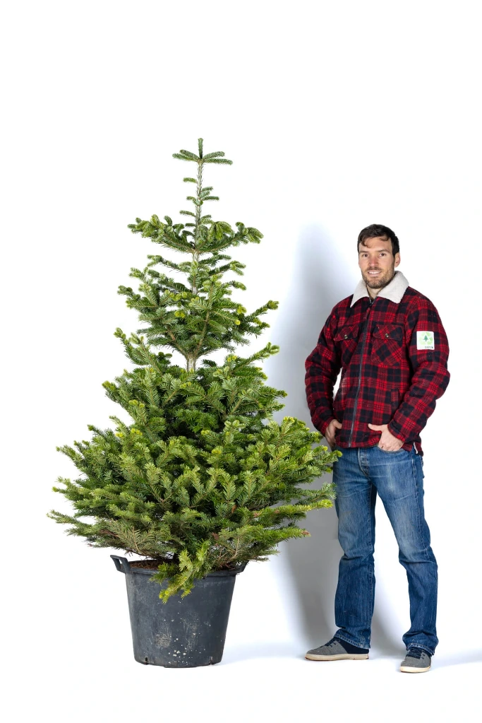 Ecosapin en pot 190-210 cm (1st choice)