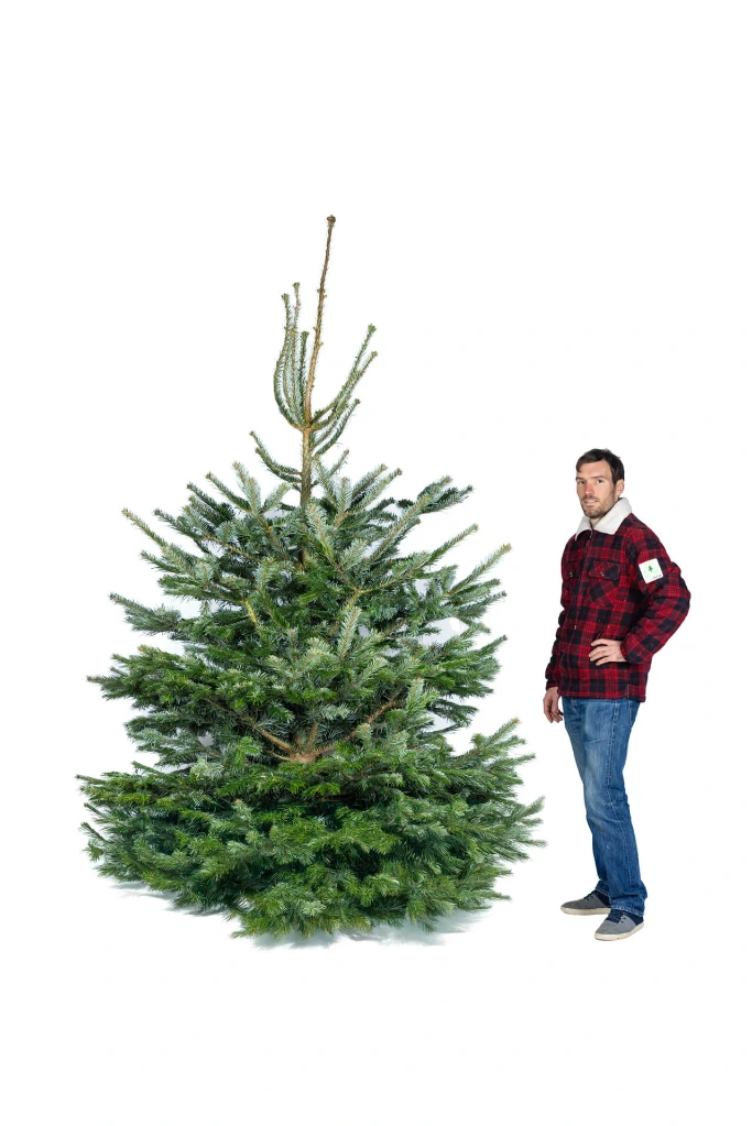 Sapin coupé (220-250 cm)